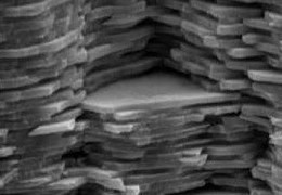 Electron microscope shows nacre layers