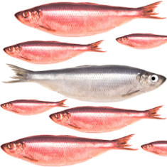 An ocean of red herrings