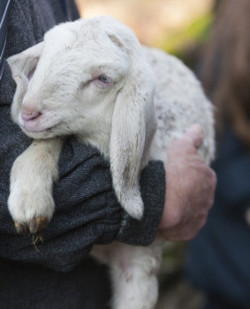 Lost lamb found