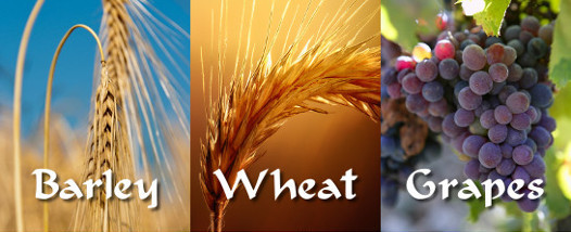 Barley, wheat, and grapes