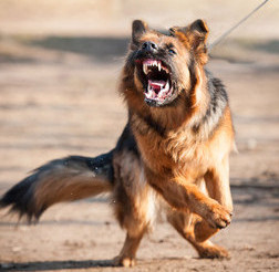 Vicious dog on a leash