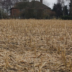 Corn stubble