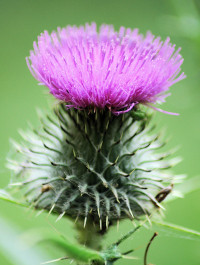 Thistle