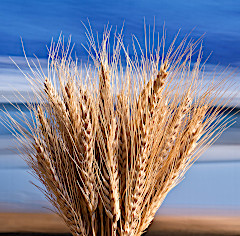 Sheaf of barley