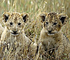 Lion cubs