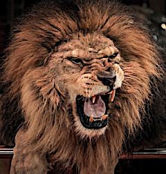 Roaring lion