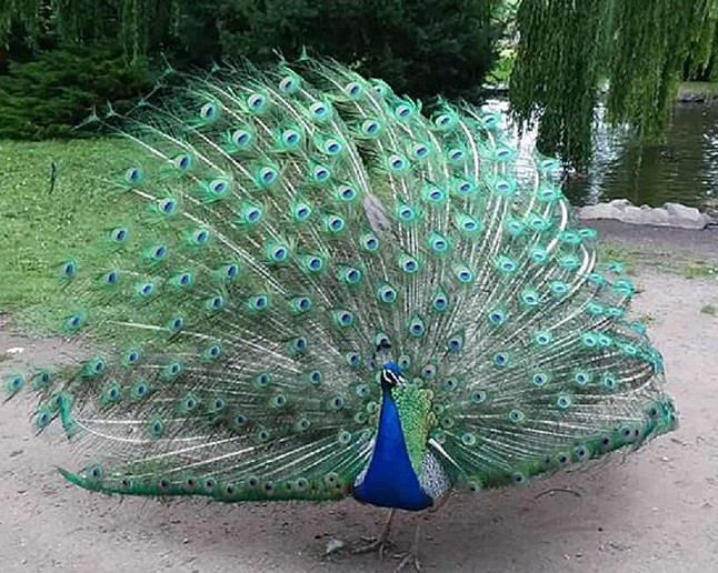 Peacock