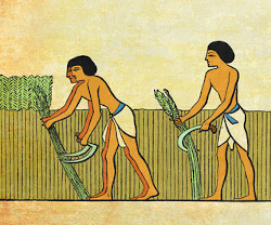 Egyptian harvest