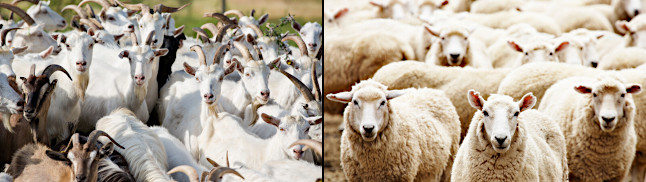 The Sheep and Goat Judgment